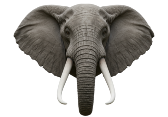 Isolated Detailed Portrait of an African Elephant Head