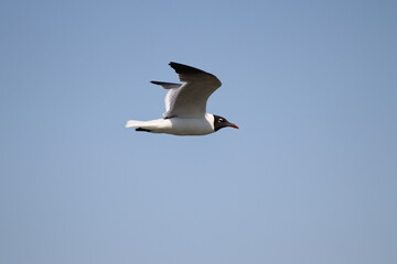 seagull in the sky