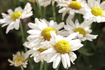 una toma de cerca de una flor blanca crisantemos de manzanillas