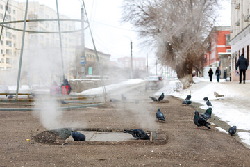 City birds pigeons warm themselves near sewer manhole.