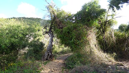 a beautiful view of a tree in the park of the city of barcelona
