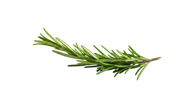 Sprig of fresh rosemary isolated PNG with Transparent Background