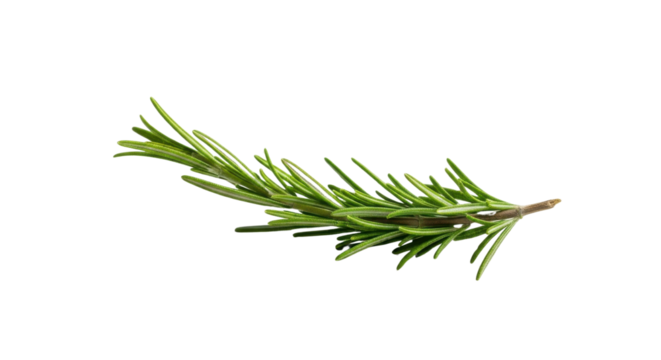 Sprig of fresh rosemary isolated PNG with Transparent Background