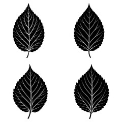 Fototapeta premium Four black leaves with detailed white veins arranged on a white background in a symmetrical pattern