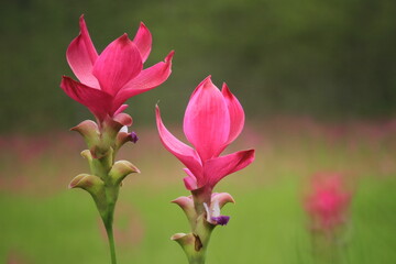 Public attractions Thung Bua Sawan (Thung Dok Krachieo) at Sai Thong National Park Chaiyaphum Thailand 