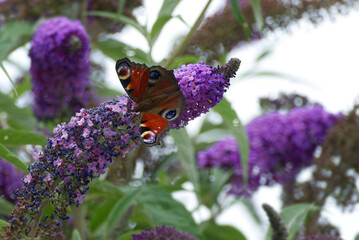 European peacock butterfly (Aglais io) perched on summer lilac in Zurich, Switzerland