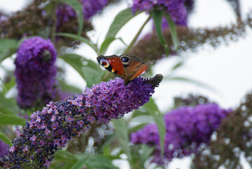 European peacock butterfly (Aglais io) perched on summer lilac in Zurich, Switzerland