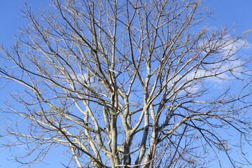 Leafless tree branches against blue sky