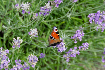 Obraz premium European peacock butterfly (Aglais io) perched on lavender in Zurich, Switzerland