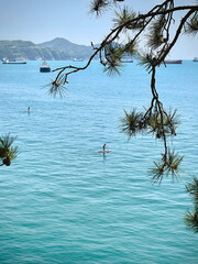 Tranquil sea view with pine branches and paddle boarders