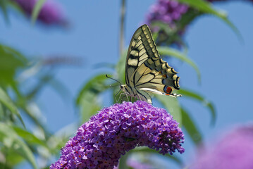 Old World Swallowtail or common yellow swallowtail (Papilio machaon) sitting on summer lilac in Zurich, Switzerland