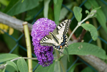 Old World Swallowtail or common yellow swallowtail (Papilio machaon) sitting on summer lilac in Zurich, Switzerland