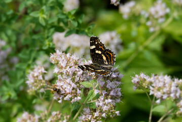Map butterfly (Araschnia levana) with open wings sitting on a light pink flower in Zurich, Switzerland