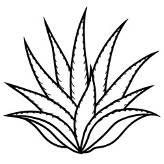Aloe Vera line art vector