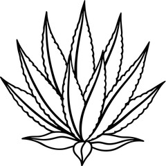 Aloe Vera line art vector
