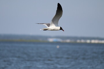 seagull flying over the sea