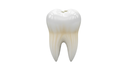 Human tooth with decay isolated PNG with Transparent Background