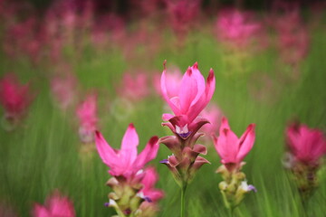 Public attractions Thung Bua Sawan (Thung Dok Krachieo) at Sai Thong National Park Chaiyaphum Thailand 