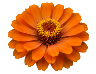 Close up of an orange zinnia flower with yellow stamens isolated on transparent background