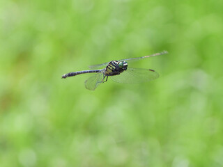 ヤマサナエ　緑色背景のトンボの飛翔