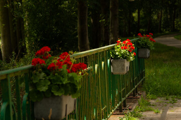 A delightful summer scene showcasing bright red geraniums adorning a green bridge railing, leading...