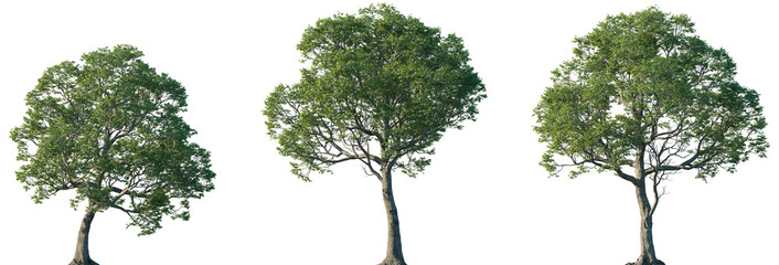 Set of Celtis laevigata (common names sugarberry, southern hackberry) isolated png in sunny...