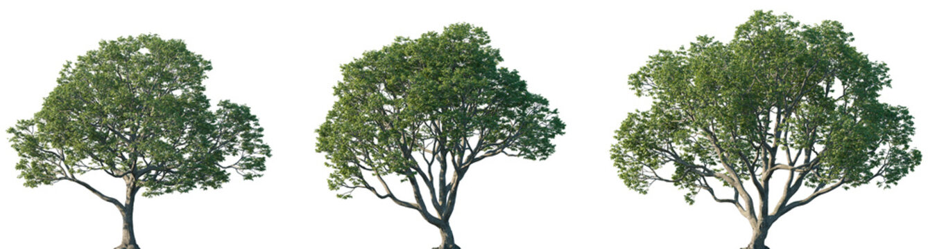 Set of Celtis laevigata (common names sugarberry, southern hackberry) isolated png in sunny daylight on a transparent background perfectly cutout