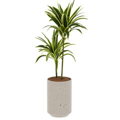 3d render indoor plant pot leaves green nature with transparent background