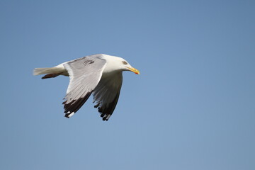 seagull in flight
