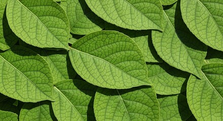 Vibrant Green Leaves Texture Nature's Lush Foliage Background