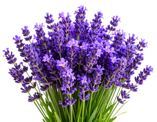  Close-up of Vibrant Purple Lavender Flowers with Green Leaves,Transparent Background PNG