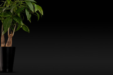 Decorative money tree plant in black pot with copy space on dark background