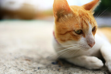 close up shot of orange cat in relaxing mood