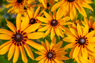 Vibrant yellow Black-eyed Susan flowers in full bloom with rich brown centers. A cheerful and colorful summer floral background symbolizing vitality, warmth, and joy