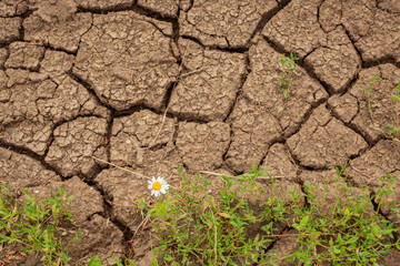 A single daisy blooming beside parched, cracked soil. A powerful symbol of resilience, hope, and life enduring amid drought and climate change