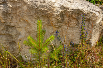 A young pine tree and wildflowers growing at the base of a large limestone rock. A quiet natural scene of resilience, growth, and botanical diversity in a rocky habitat