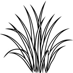 Bermuda Grass line art vector
