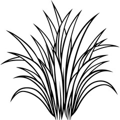 Bermuda Grass line art vector