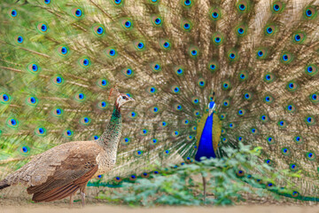 Peacock.
Peacock in the wild at Sindh, Pakistan