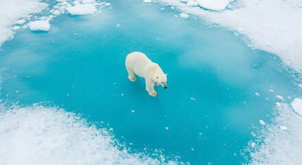 Polar bear walking on ice floe in arctic ocean global warming climate change photo