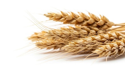 Stock photo of golden wheat ears on white background for agriculture and harvest