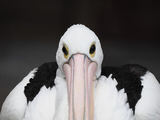 Striking Frontal Close-up of a Majestic Australian Pelican