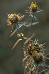 Beautiful dry Carlina vulgaris plant with spider web in the sun rays on a warm autumn day. Natural autumn background.