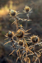 Beautiful dry Carlina vulgaris plant with spider web in the sun rays on a warm autumn day. Natural autumn background.