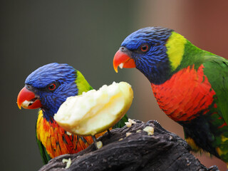 Two Brilliant Rainbow Lorikeets Enjoying a Meal