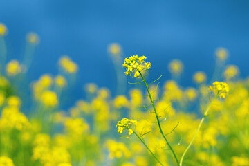 Flower plant rapeseed on the field and against the blue sky