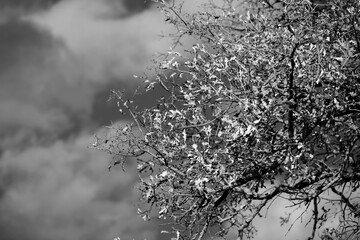 Tree against cloud sky background in black and white.
