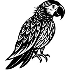 Obraz premium black and white parrot