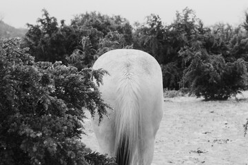 Horse butt and tail in Texas icy weather landscape during winter season in black and white.