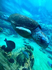 Sea turtle 